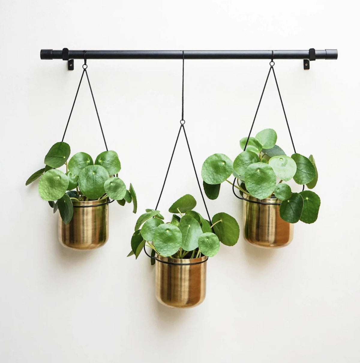 Hanging Planters - Gold & Black