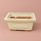 Ivory ceramic Bonsai pot with a rectangular shape