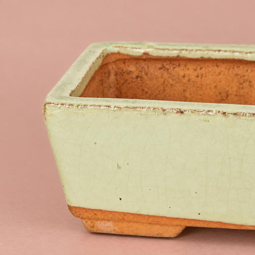 Bonsai Indoor Planter | Pale Green