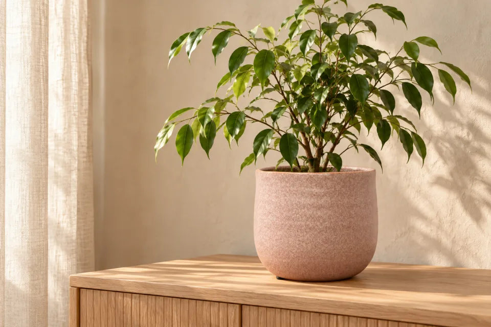 Dusky pink Celeste ceramic pot with a leafy plant on an oak sideboard in a softly lit room